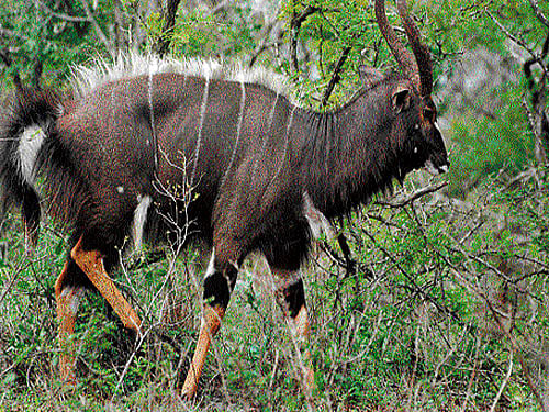A nyala struts around.