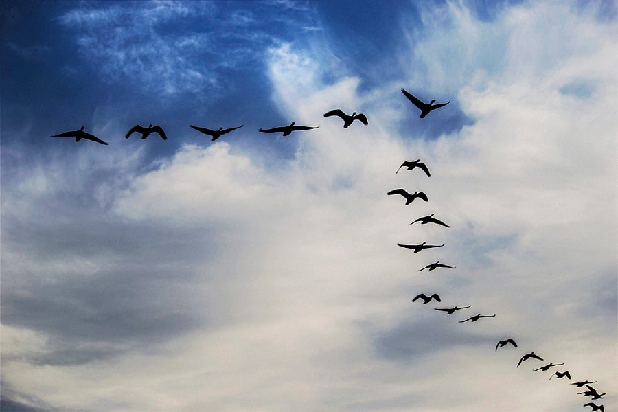 Researchers analysed how birds may sleep in flight without colliding with obstacles or falling from the sky. Image courtesy Twitter.