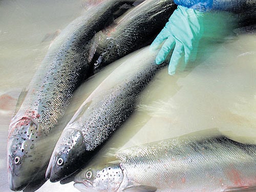 Fishing it forward for Indian seafood industry