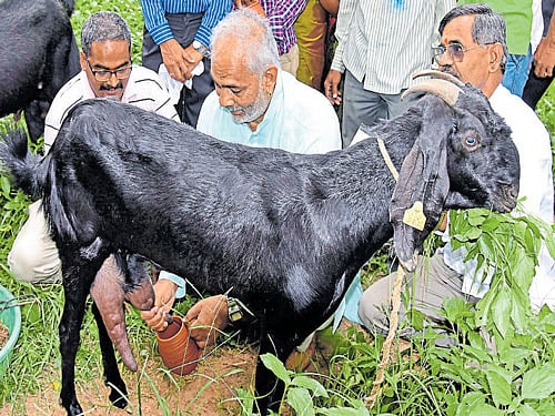 A Manju, Animal Husbandry Minister, milks a goat at the launch of 'MyGoat' goat milk launch programme at Lalbagh in Bengaluru on Friday. DH PHOTO