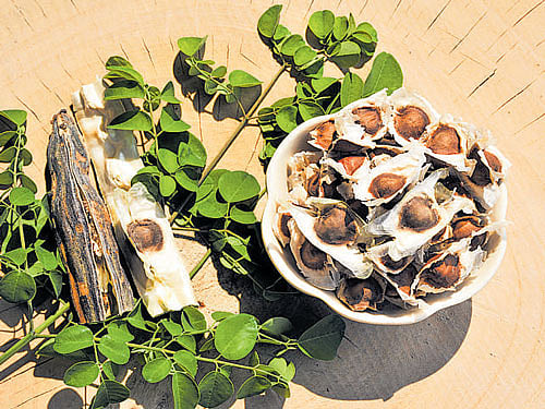 Magic of leave - Food Fix