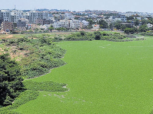 Rejuvenation work on Doddanekkundi lake in KR Puram will be completed in four months, complete with solar power generating units, to partly bear the maintenance cost of the water body.
