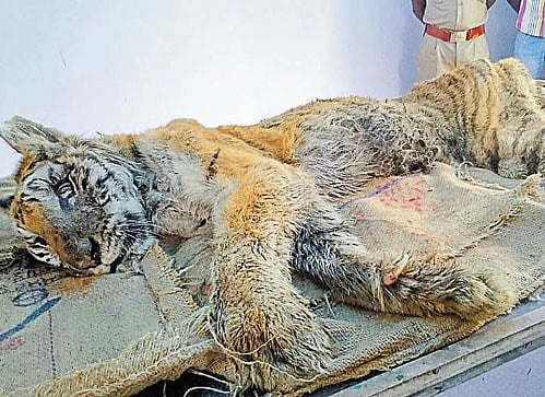 Krutika, the tigeress which died of ill-health at the Tyavarekoppa Lion and Tiger Safari, near Shivamogga. DH Photo