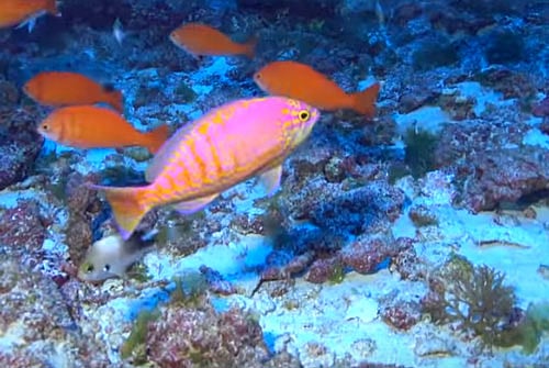 The fish, of the genus Tosanoides, was named in honour of Obama for his commitment to protecting nature through the expansion of the Papahanaumokuakea Marine National Monument, researchers said. screen grab