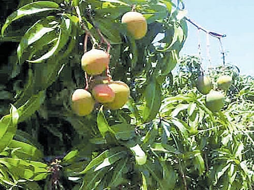 Bangor University researchers discovered wild mango butter can be used as an alternative to cocoa butter. DH File Photo for representation