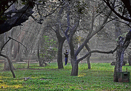 The park is spread across 197 acres and has 7,900 trees, shrubs and plants. Horticulture department officials say that there is no space left at all in the park.