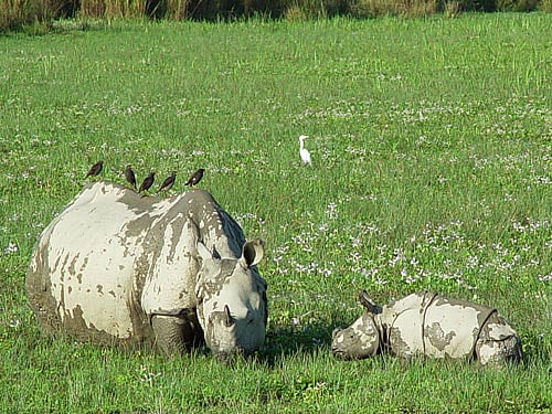 Kaziranga National Park. DH file photo