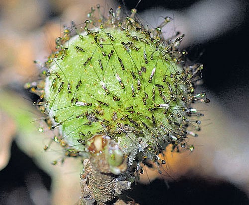 delicious Hundreds of fig wasps  congregate on a fig in response to its volatile cocktail.  photo courtesy: Pratibha Yadav