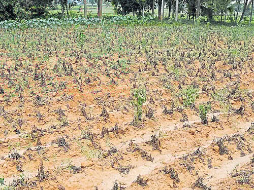 Potato crop has withered away at a farm in Gangura village in Holenarsipur taluk of Hassan district due to scanty rain and non-release of water from the Hemavathi Right Bank Canal. DH photo/Anand Bakshi
