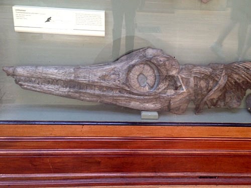 Ichthyosaur lived around 200 million years ago in the early Jurassic period, a time when the UK was a small series of islands. Photo courtesy: Twitter