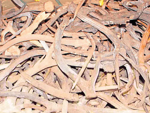 Deer antlers which were seized from a house in Belagavi on Tuesday. DH photo