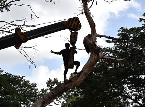 The trees on the 6.9-km stretch command a huge price in the timber market. If the trees are axed and the wood is sold, it will fetch the government crores of rupees, according to a tree activist. DH file photo