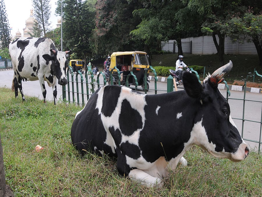 The deal comes with a buy-back offer of the milk and cow for half the price after 84 months. dh file photo for representation