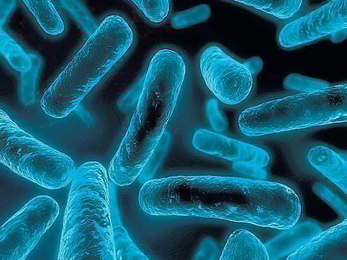 Bacteria can be found everywhere, even hundreds of meters underground and will pounce on any available energy source, said Rizlan Bernier-Latmani, senior author of the study. File photo for representation.