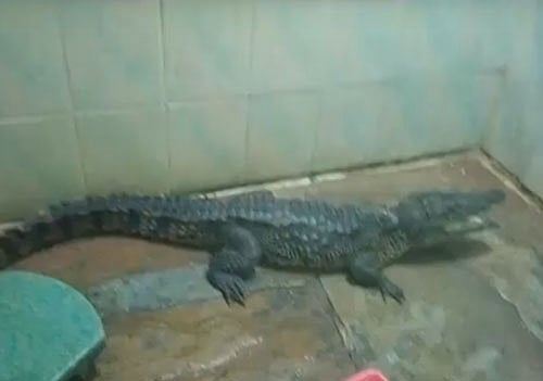 As the crocodile has entered the bathroom, Nidhi, an 11th grade student, closed its door. She also closed her house and raised an alarm. Video grab
