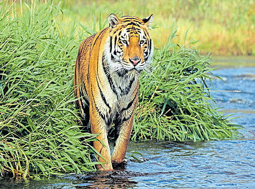 HARMFUL The construction of Indo-Bangladesh Border Road, which cuts through the Dampa Tiger Reserve, will have devastating impacts on wildlife.