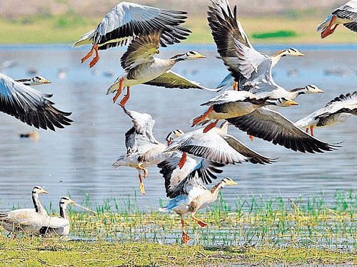 Out of these 600 species, only 108 are currently classified by the IUCN Red List as being at risk of extinction.
