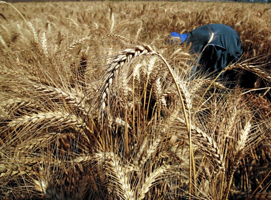 Wheat sowing has been completed on 85 per cent of total targeted area so far, which is 5 per cent less than what it was during corresponding period of last season, he said.