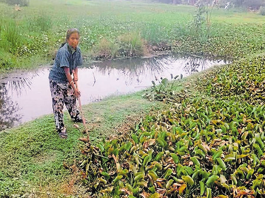 Narmada Nandhakumar cleans a waterbody.