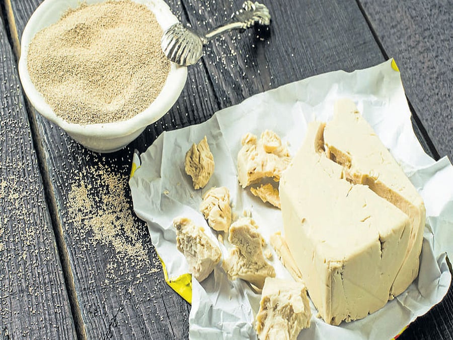 GOOD YIELD P. pastoris is widely used as a host cell for the production of proteins in the lab. REPRESENTATIVE IMAGE