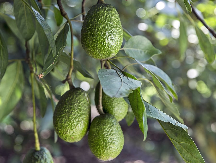 AT WHAT COST? Avocado orchards in Mexico pose a threat to the winter habitat of monarch butterflies.  PHOTO courtesy: Adriana Zehbrauskas/NYT