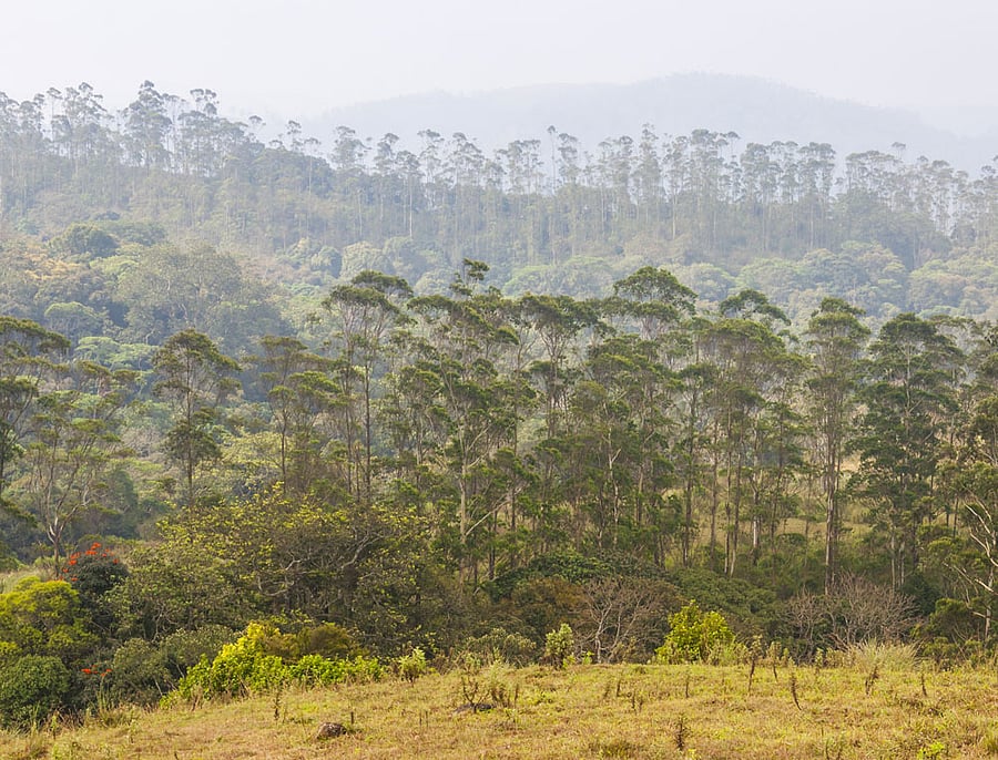 Infusing life: Protection of existing forests and afforestation of degraded ones help conserve and create carbon sinks.