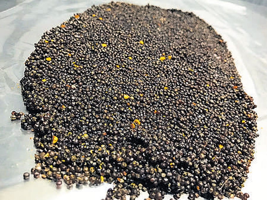 The gallstones that were removed during surgery.