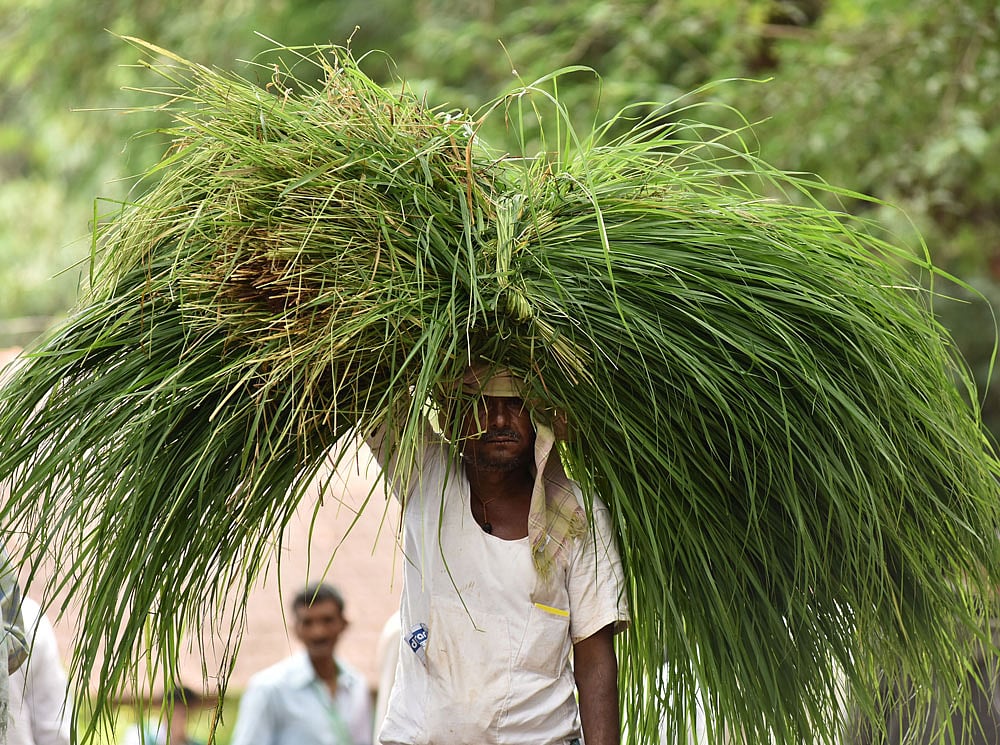 State to buy fodder from farmers