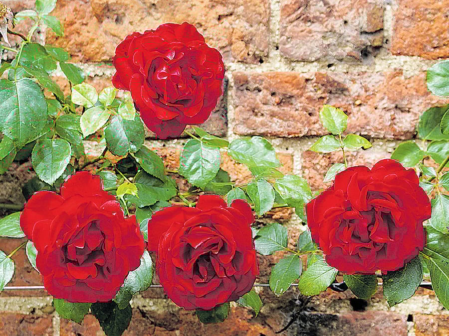 Gardening the right way