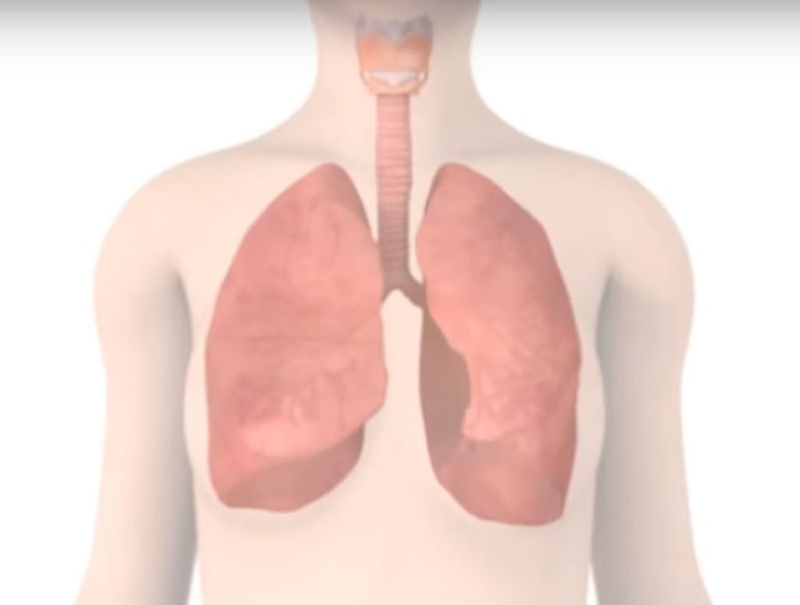 Researchers at the Helmholtz Zentrum Munchen in Germany found that the molecule Wnt5a may be to blame for this problem. Screen grab