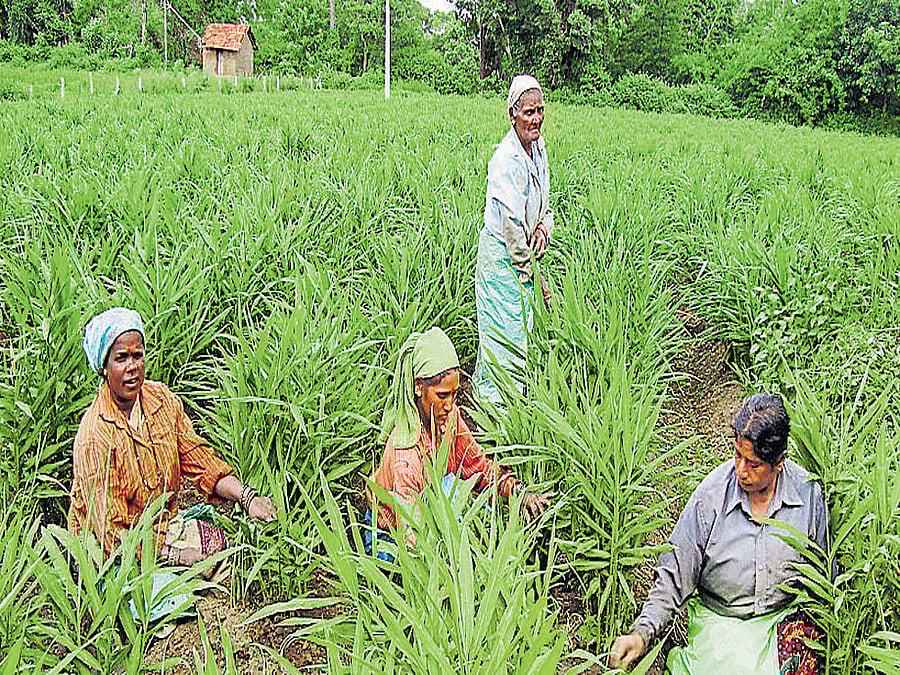Labourers remove weeds from a ginger field at Siddalingapura near Kushalnagar.