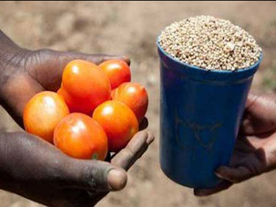 Mulibai of the same village said she purchased vegetables and grocery items from the village shop in exchange of wheat weighing about two kilogrammes. Image for representation.