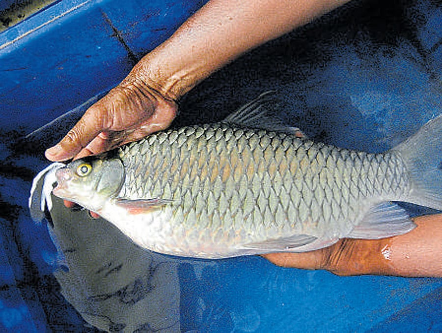 Induced breeding is a technique whereby fish are stimulated by pituitary hormone to breed in captivity.
