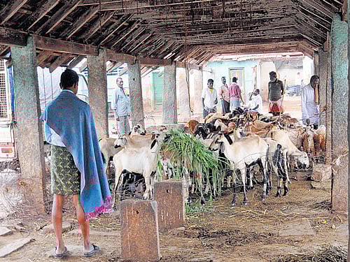 Eyewitnesses said the site of the slaughtered cattle was horrible with the area soaked in blood. file photo for representation