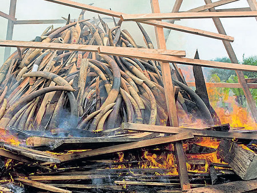 HOPEFUL China's decision to ban ivory commerce gives wildlife protection advocates hope that the extinction of certain elephants in Africa can be averted.