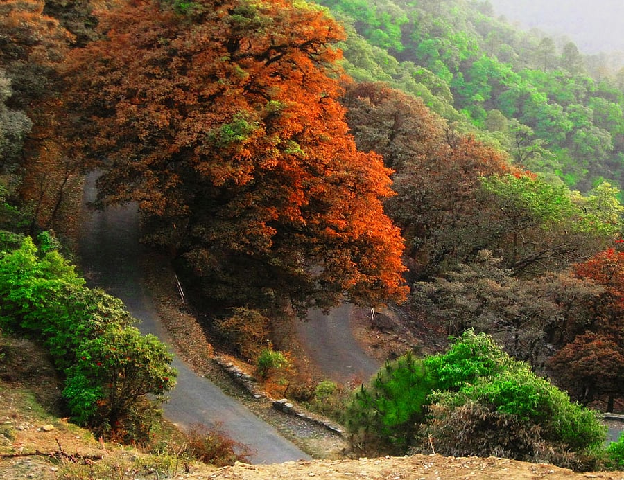 In good company: Roads of Pangot
