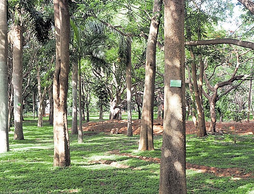 Scientists built a device that mimics the branches and leaves of a cottonwood tree and generates electricity when its artificial leaves sway in the wind. Representation image