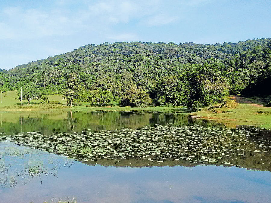 beyond protected areas Conservation requires an understanding of the underlying biodiversity in a region and its role in the ecosystem; (below) researchers observing frogs in a farm. Photos by H S SUDHIRA & VIDISHA M K