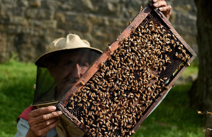The programme emphasises on beekeeping, maintenance of colonies, honey extraction, uses of honey and its byproducts among other key topics. PTI file photo