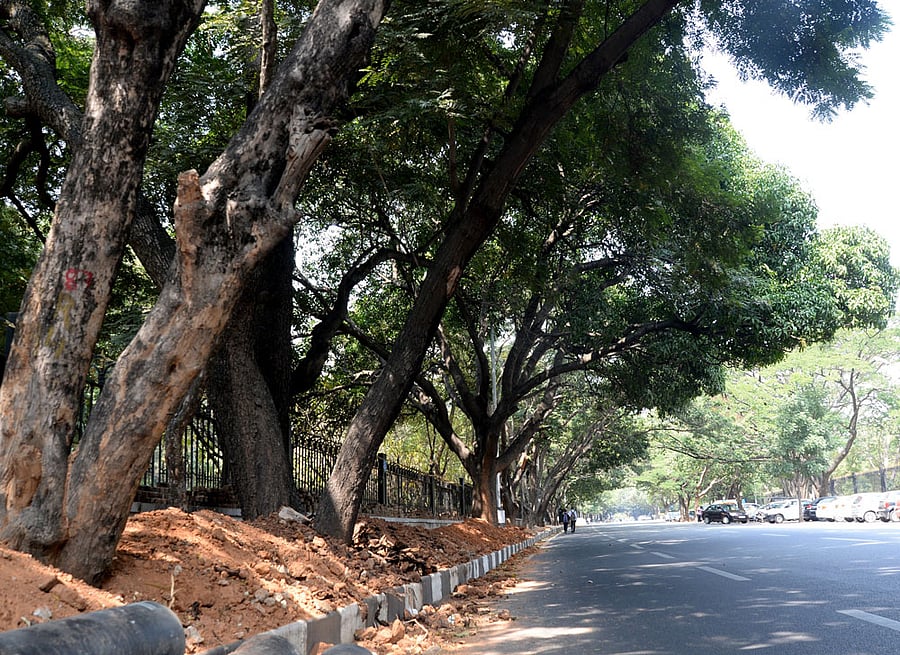 Green canopy: Experts say it is important to know which trees need to be protected and which to be planted.