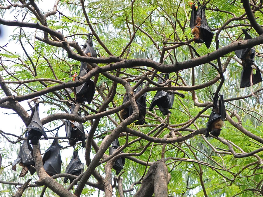 The results also offer key insights to the characteristics of these viruses and will allow scientists to better understand them in the future. The Deltaretrovirus group which includes T-lymphotrophic viruses, currently estimated to infect 15 to 20 million people worldwide, can cause a rare type of Non-Hodgkin Lymphoma called 'Adult T-Cell Leukaemia/Lymphoma (ATLL). DH file photo