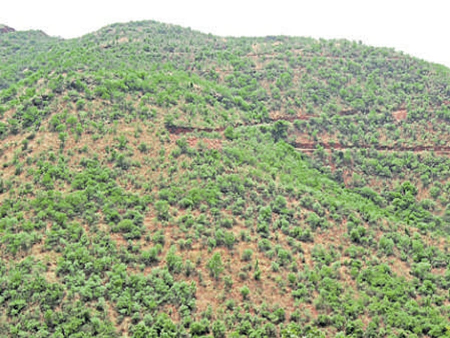 Kappatagudda forest. File photo