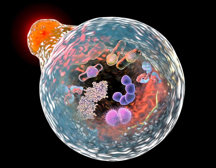 Essential: Autophagy keeps the cells and organisms healthy by removing damaged organelles and aggregated proteins. REPRESENTATIVE IMAGE