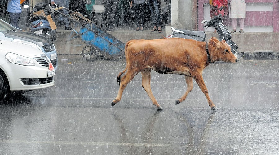 Complainant Lal told the police that Iqbal confessed to him that he had intercourse with the calf twice. DH File Photo for representation.