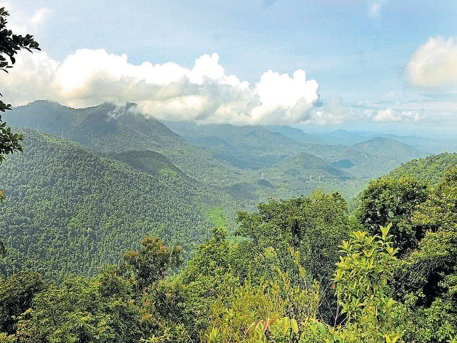 At other times, there is an appeal that trees need to be protected as they give a whole deal of services to human beings. Good air, water, a peek into wildlife, a fine trek and much else our environmental mind would desire.