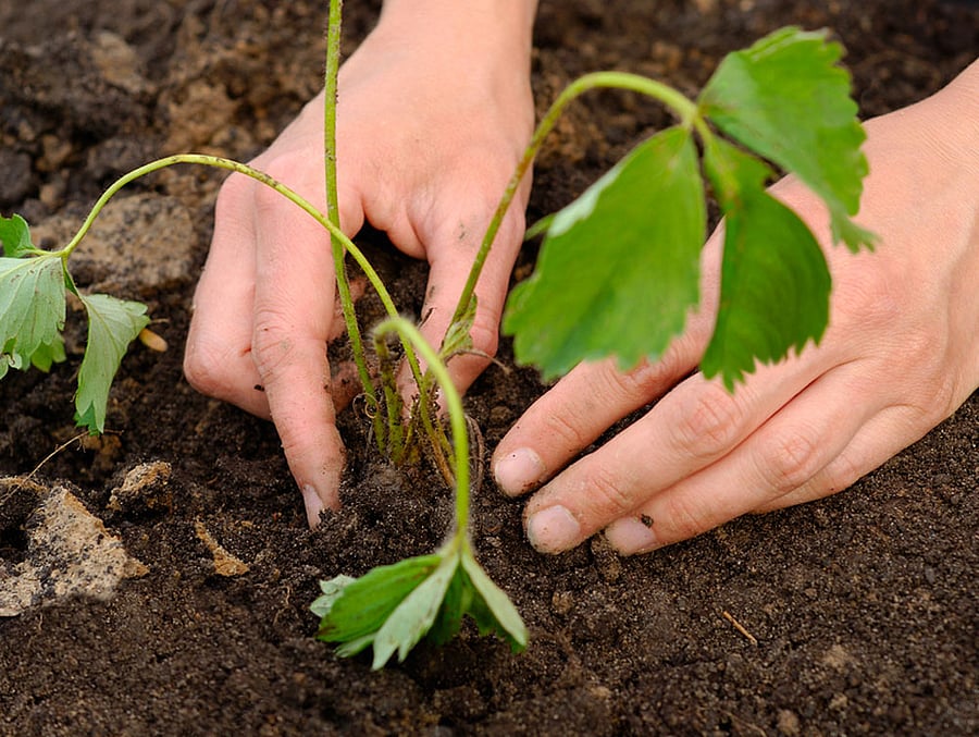 Image for representation.