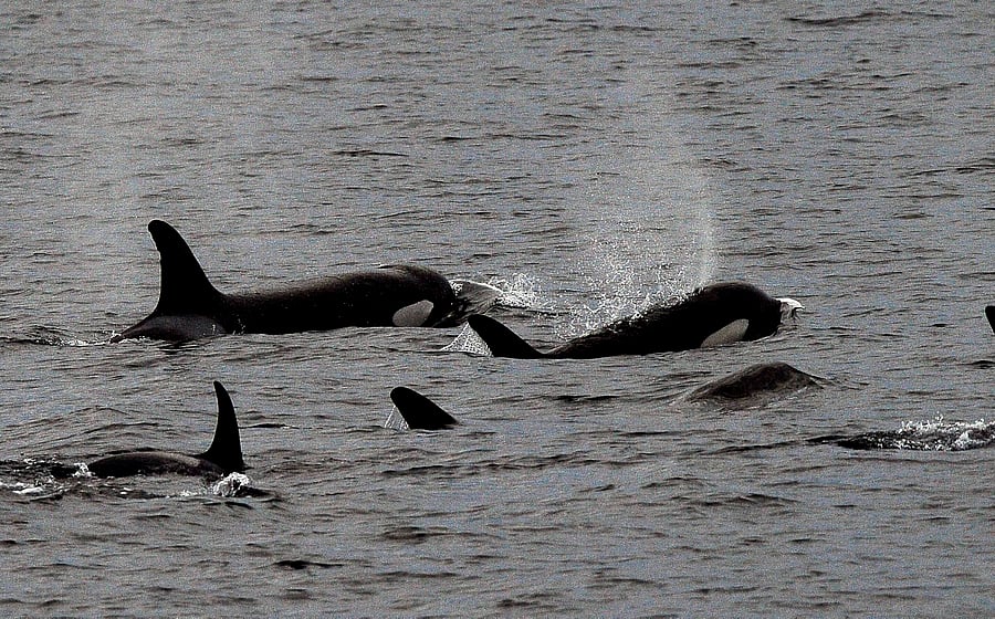 ut environmentalists and the International Court of Justice (IJC) call that a fiction and say the real purpose is simply to hunt whales for their meat. File photo for representation.