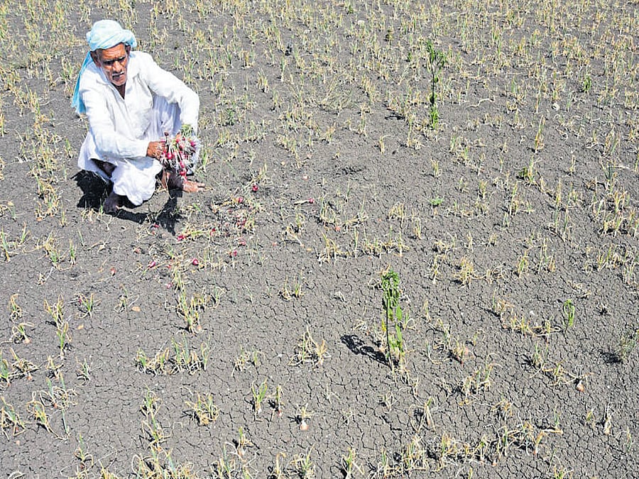 Out of Rs 1,712.1 crore released to Tamil Nadu, Rs 1,447.99 crore is for kharif drought relief and Rs 264.11 crore for cyclonic storm 'Vardha'. For Karnataka, the entire Rs 1,235.52 crore is for drought. DH file photo