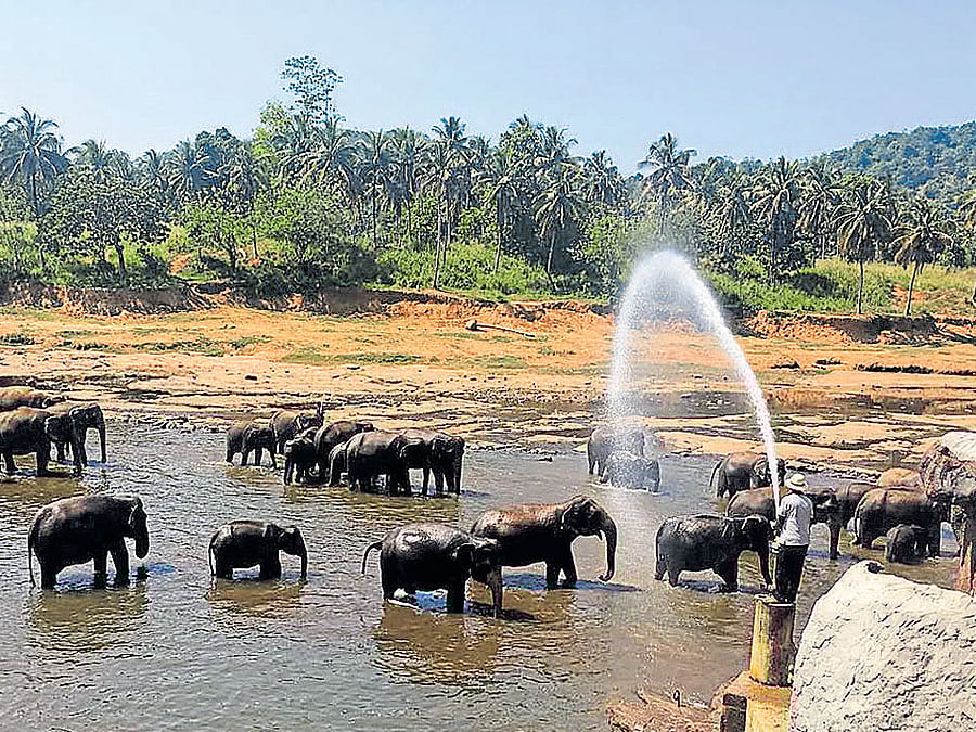 picturesque: Elephant Orphanage at Pinnawala.