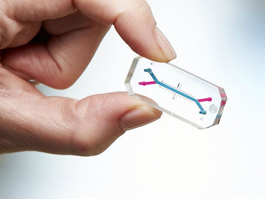 The chips are translucent, giving researchers a window into the inner workings of the organ being studied. Screengrab